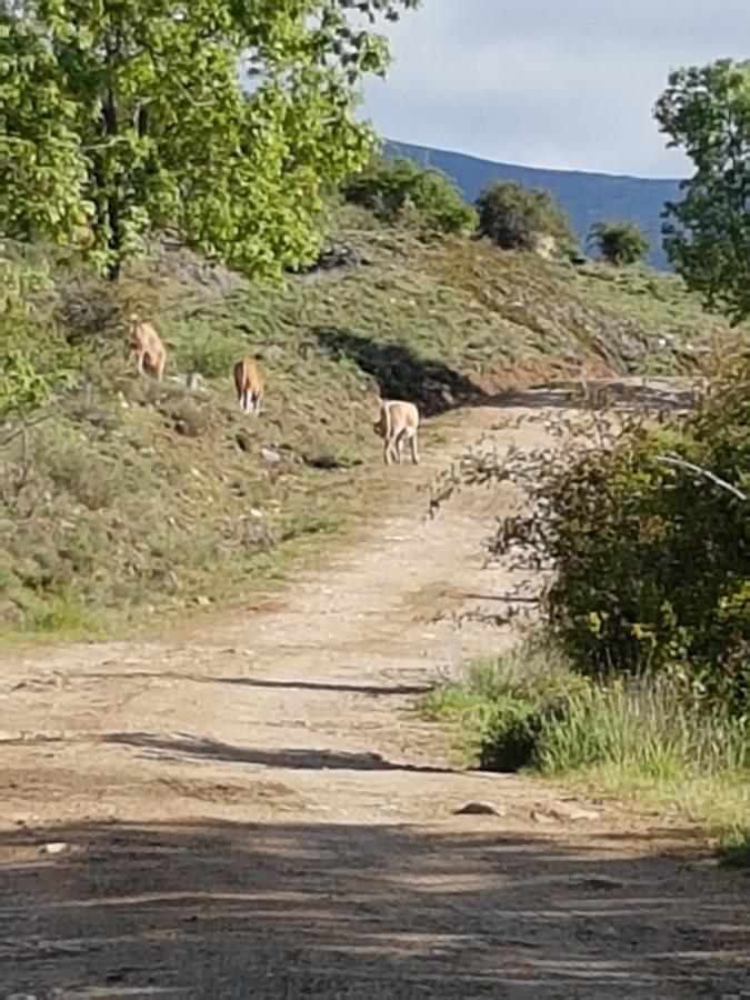 La Posada De Horcajuelo Horcajuelo de la Sierra Luaran gambar